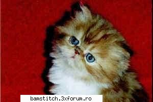 Hai sa facem rime... - Regula este foarte simpla scrie cate un vers care - fun